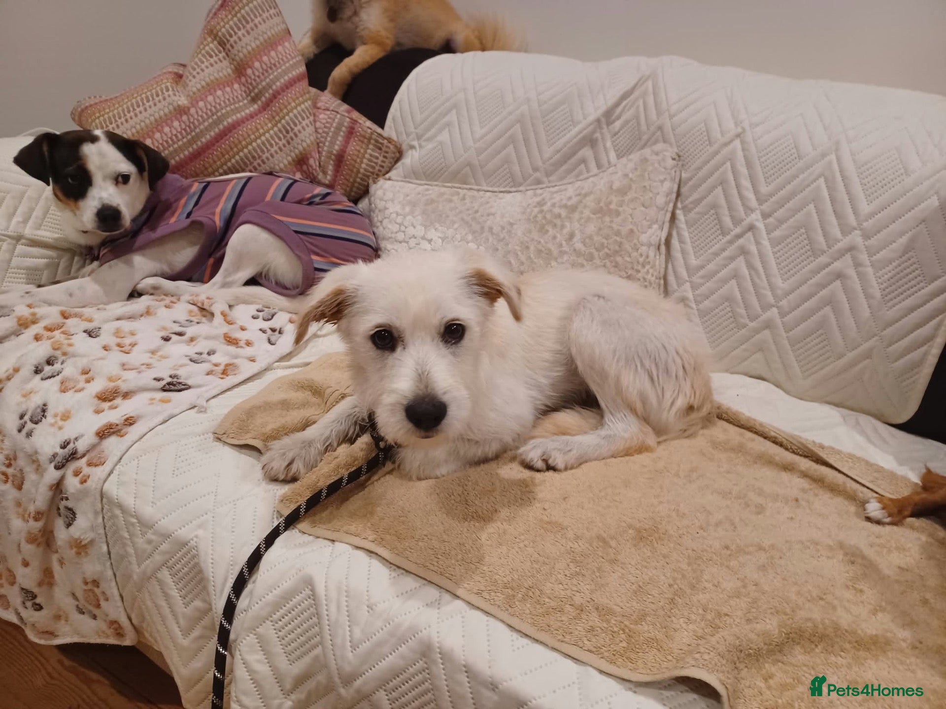 Mixed Breed dogs Tam 🐶💙 - Advert 1