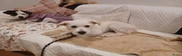 Mixed Breed dogs for adoption: Tam 🐶💙 - Advert 1