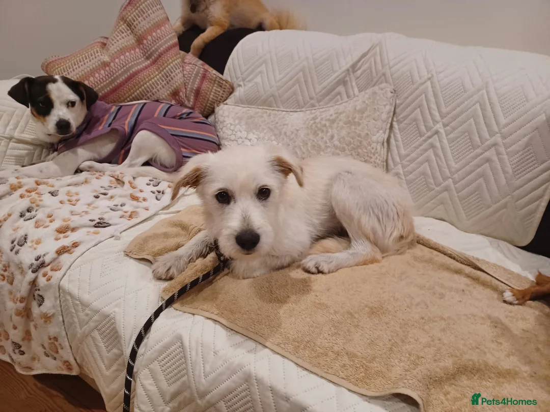 Mixed Breed dogs for adoption: Tam 🐶💙 - Advert 1