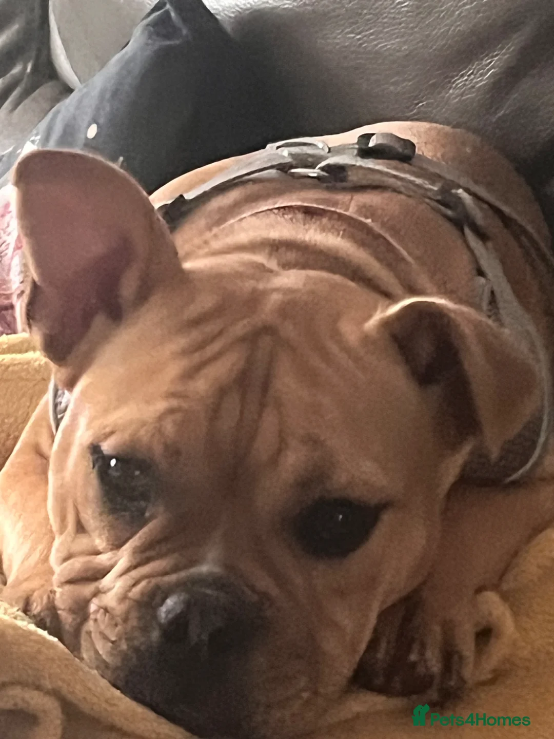 American Bulldog dogs for sale: Pocket bully  - Advert 5