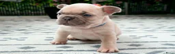 French Bulldog dogs for sale: French bulldog kc 5 gen - Advert 9