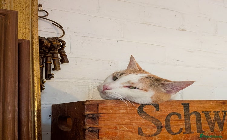 Domestic Shorthair cats - Advert 13