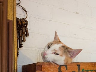 Domestic Shorthair cats - Advert 41