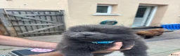 Chow Chow dogs for sale: Chow pups ready now - Advert 9