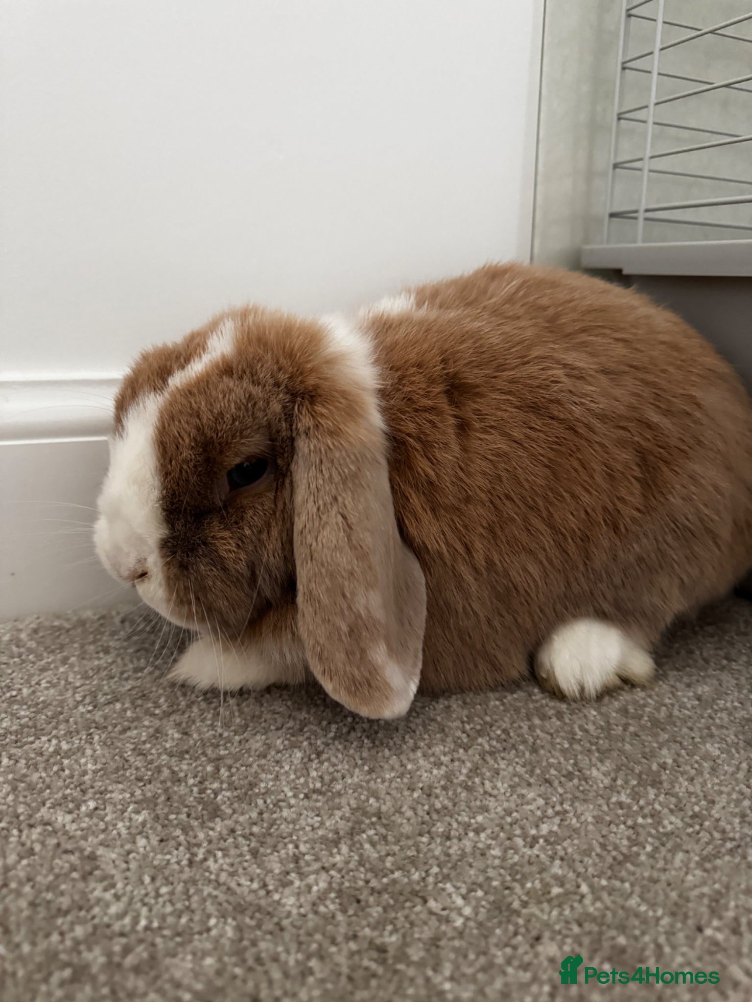 Mixed Breed rabbits Spayed female rabbit - Advert 10