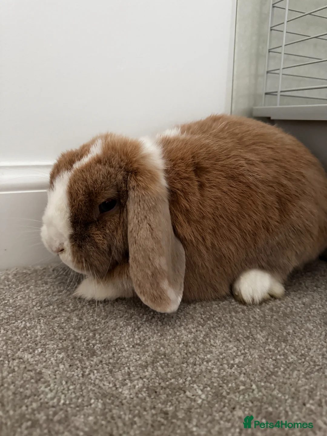 Mixed Breed rabbits for sale: Spayed female rabbit - Advert 1