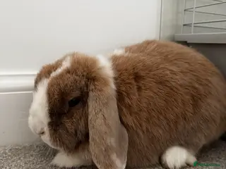 Mixed Breed rabbits Spayed female rabbit - Advert 10