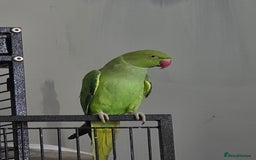 Ringnecks birds for sale: Female Indian ringneck  - Image 3
