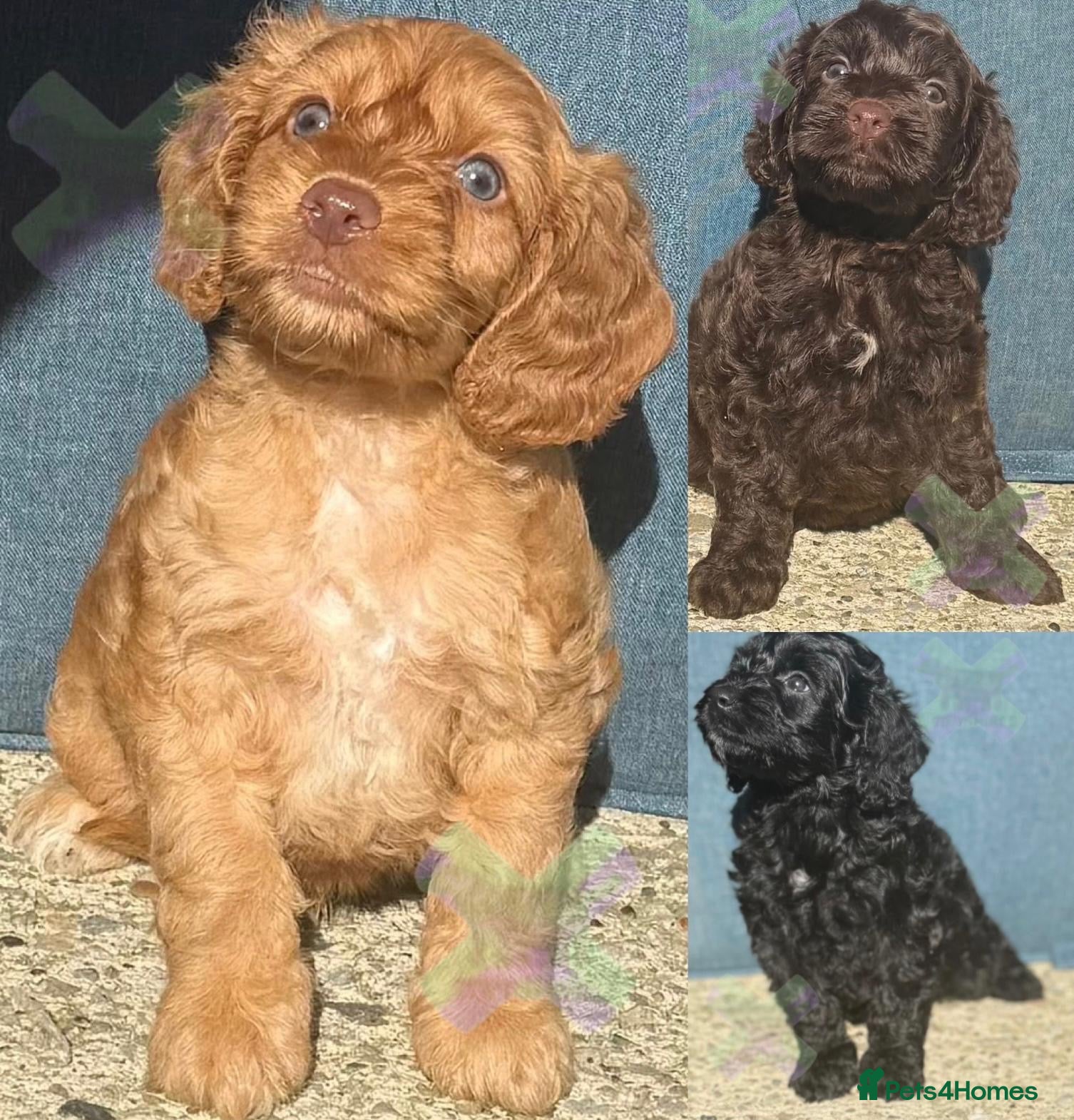 Cockapoo dogs F1 mini Cockapoos 30 dna health tested various  - Advert 1