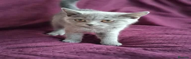 British Shorthair purple collar