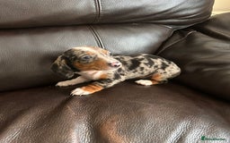 Miniature Dachshund dogs for sale: Dachshund puppies boys and girls ready now - Image 2