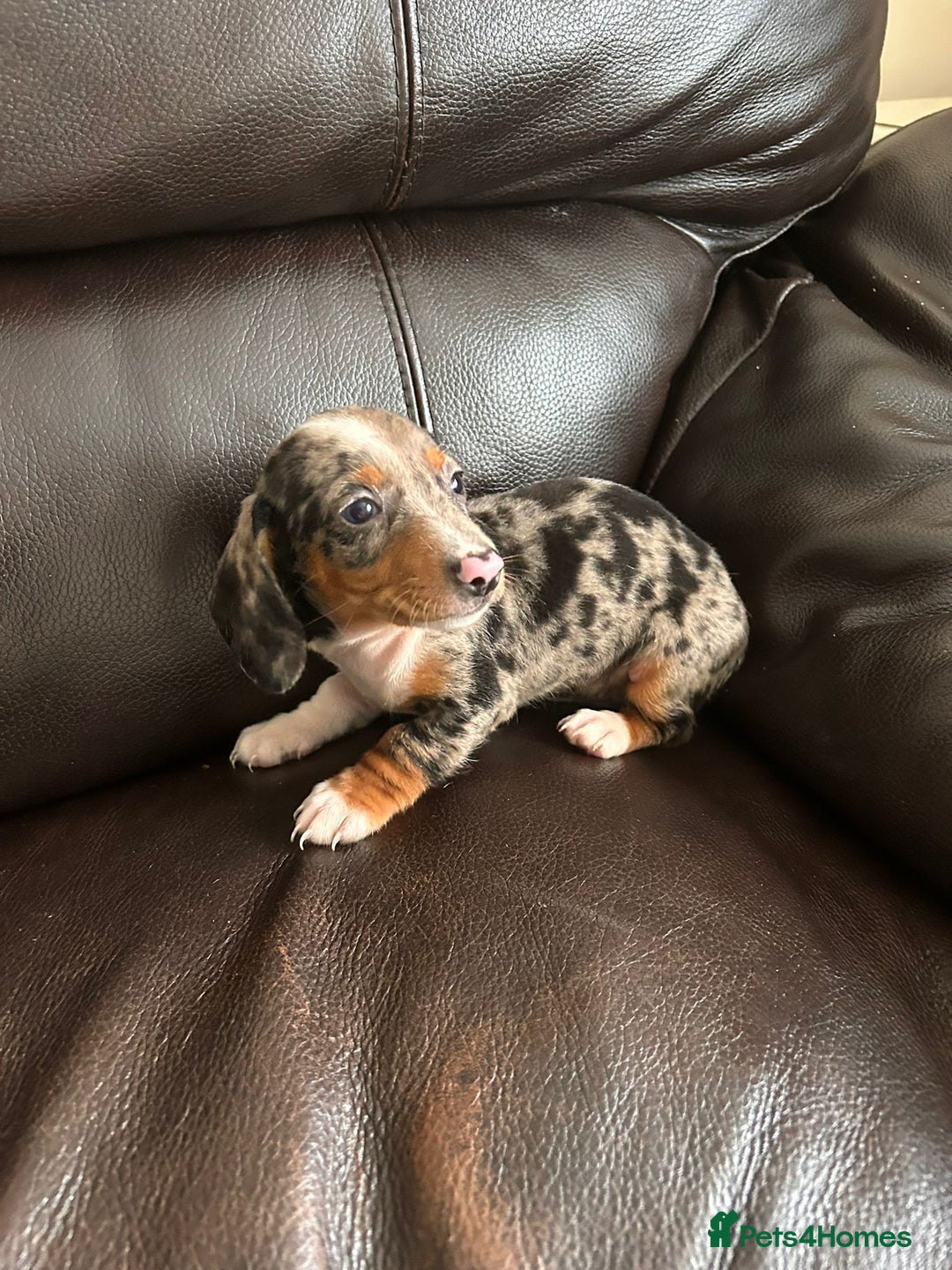 Miniature Dachshund dogs for sale: Dachshund puppies boys and girls ready now - Image 2