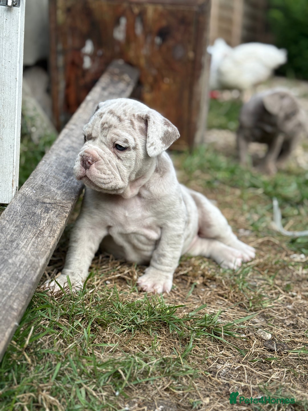 Mixed Breed dogs for sale: Beautiful lilac cane Corso x bulldog pups  - Image 3