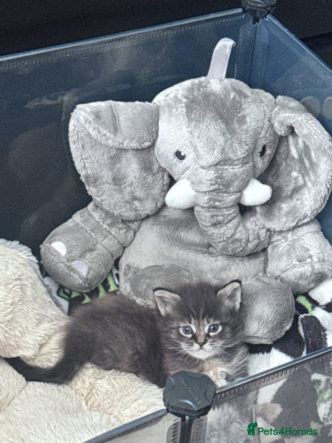 Maine Coon cats for sale: Mainecoon little lady ready for new home - Advert 23