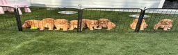 Nova Scotia Duck Tolling Retriever dogs for sale: Beautiful KC registered toller pups - Advert 1