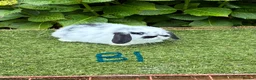 Mini Lop rabbits for sale: Pure bred mini lops baby rabbits. - Advert 2