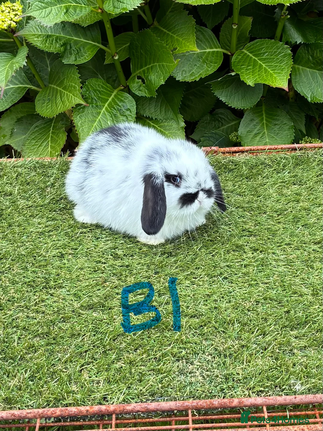 Mini Lop rabbits for sale: Pure bred mini lops baby rabbits. - Advert 2