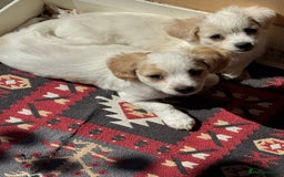 Bichon Frise dogs for sale:  ⸻  🐾 Adorable Bichon Frise Puppies for Sale!  - Image 3