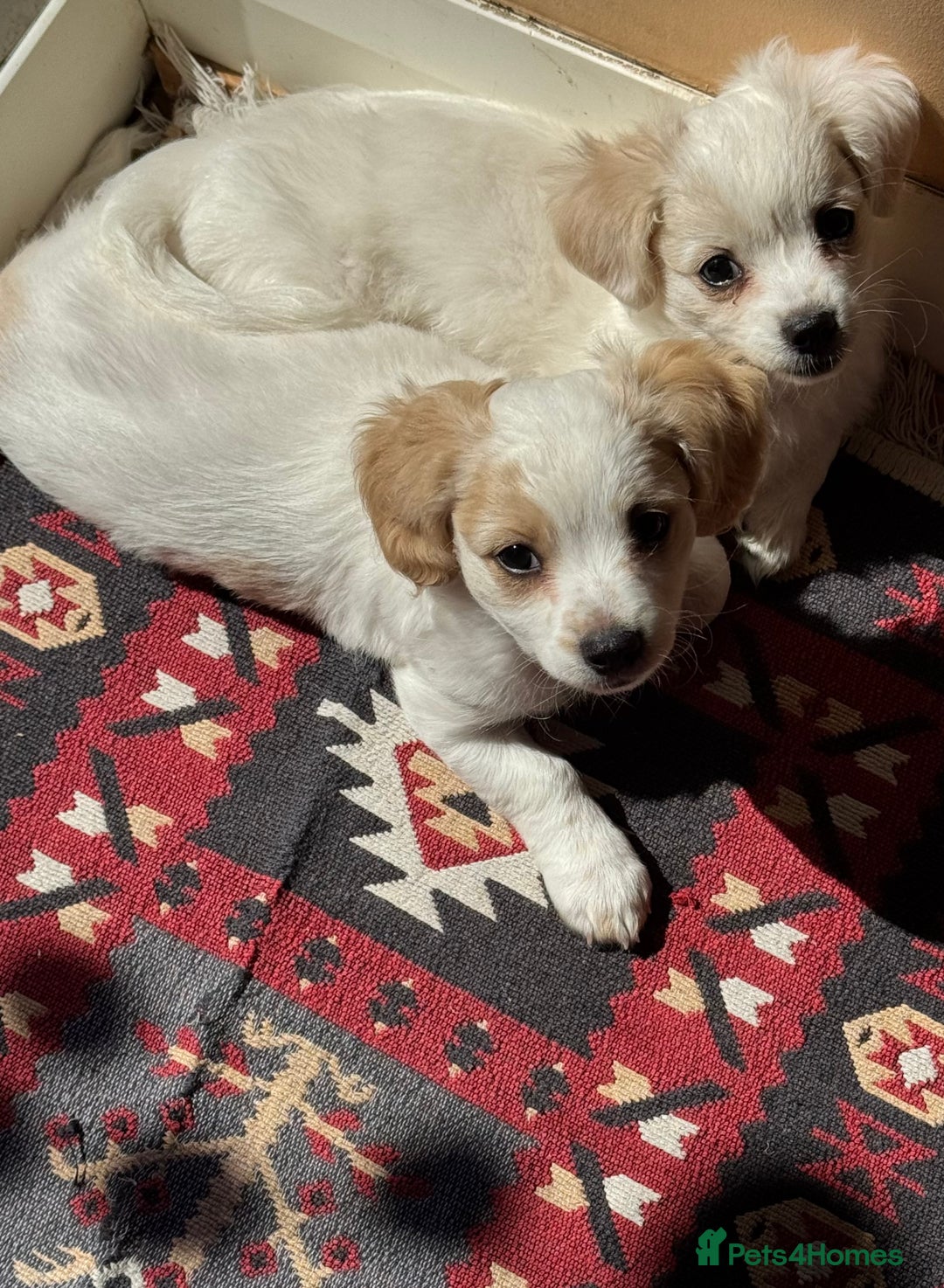 Bichon Frise dogs for sale:  ⸻  🐾 Adorable Bichon Frise Puppies for Sale!  - Image 3