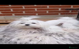 Maltese dogs for stud:  Miniature Korean maltese stud  - Image 2