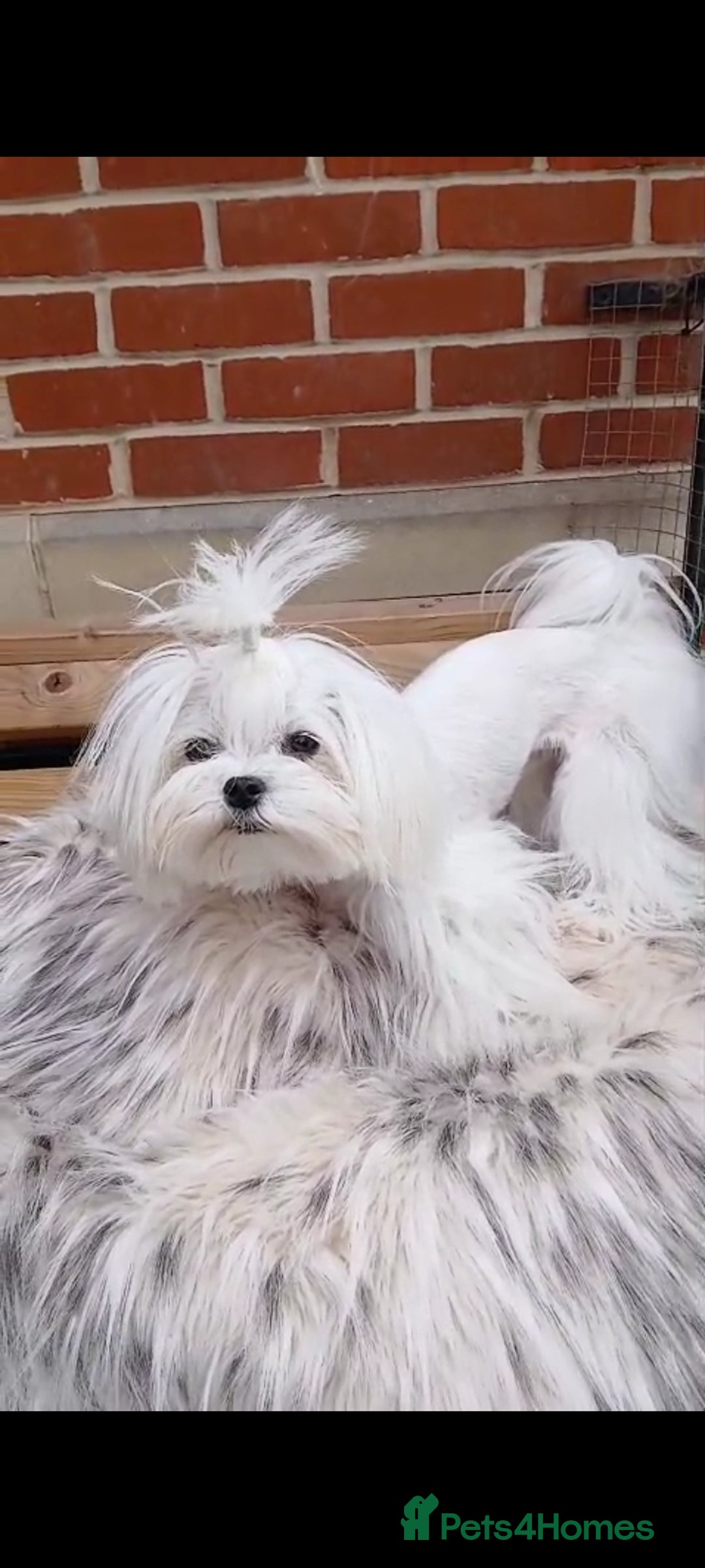 Maltese dogs for stud:  Miniature Korean maltese stud  - Image 2