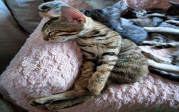 Bengal cats for sale: Bengal Mix Kittens High % Wild Asian Leopard Cat  - Image 28