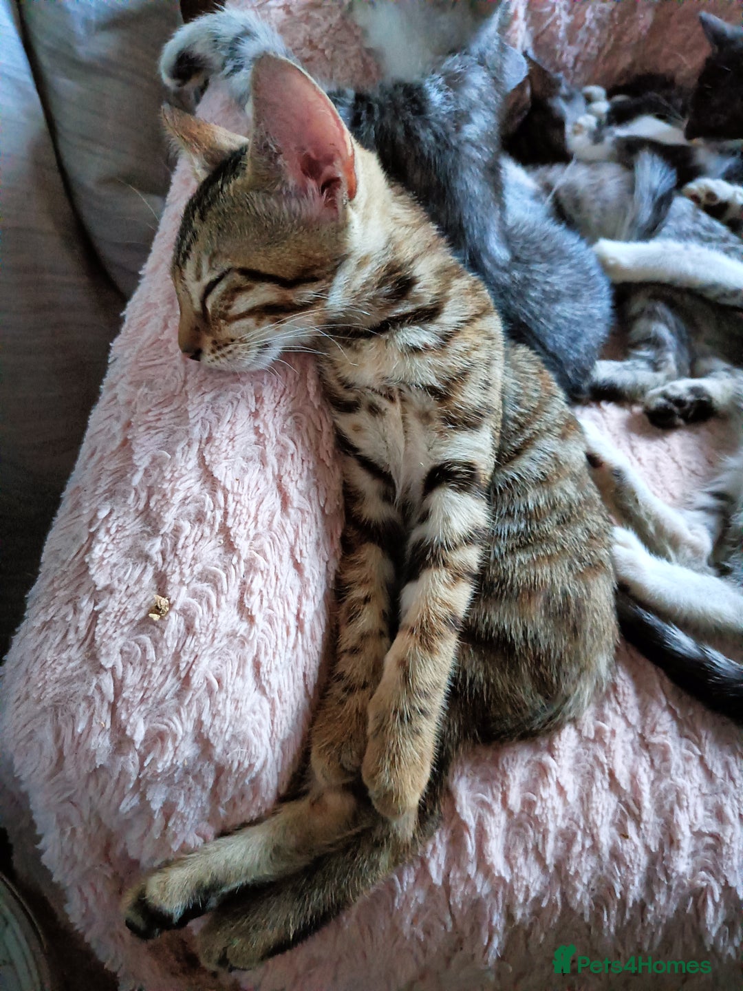 Bengal cats for sale: Bengal Mix Kittens High % Wild Asian Leopard Cat  - Image 28