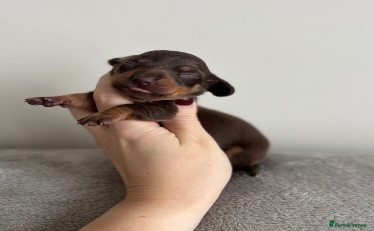 Miniature Dachshund dogs - Advert 12