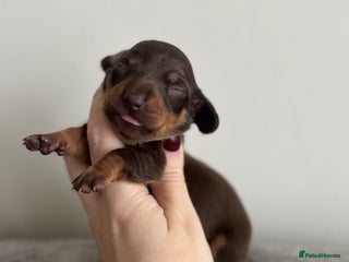 Miniature Dachshund dogs - Advert 30