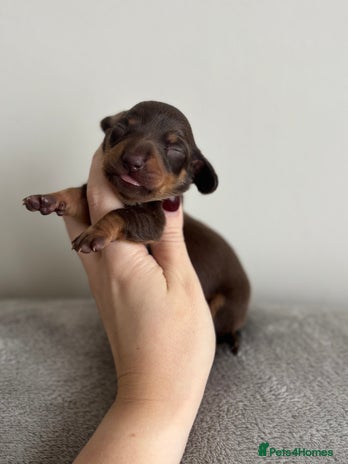 Miniature Dachshund dogs - Advert 6
