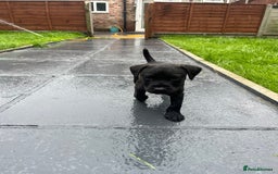 Patterdale Terrier dogs for sale: Patterdale terrier pups  - Image 13