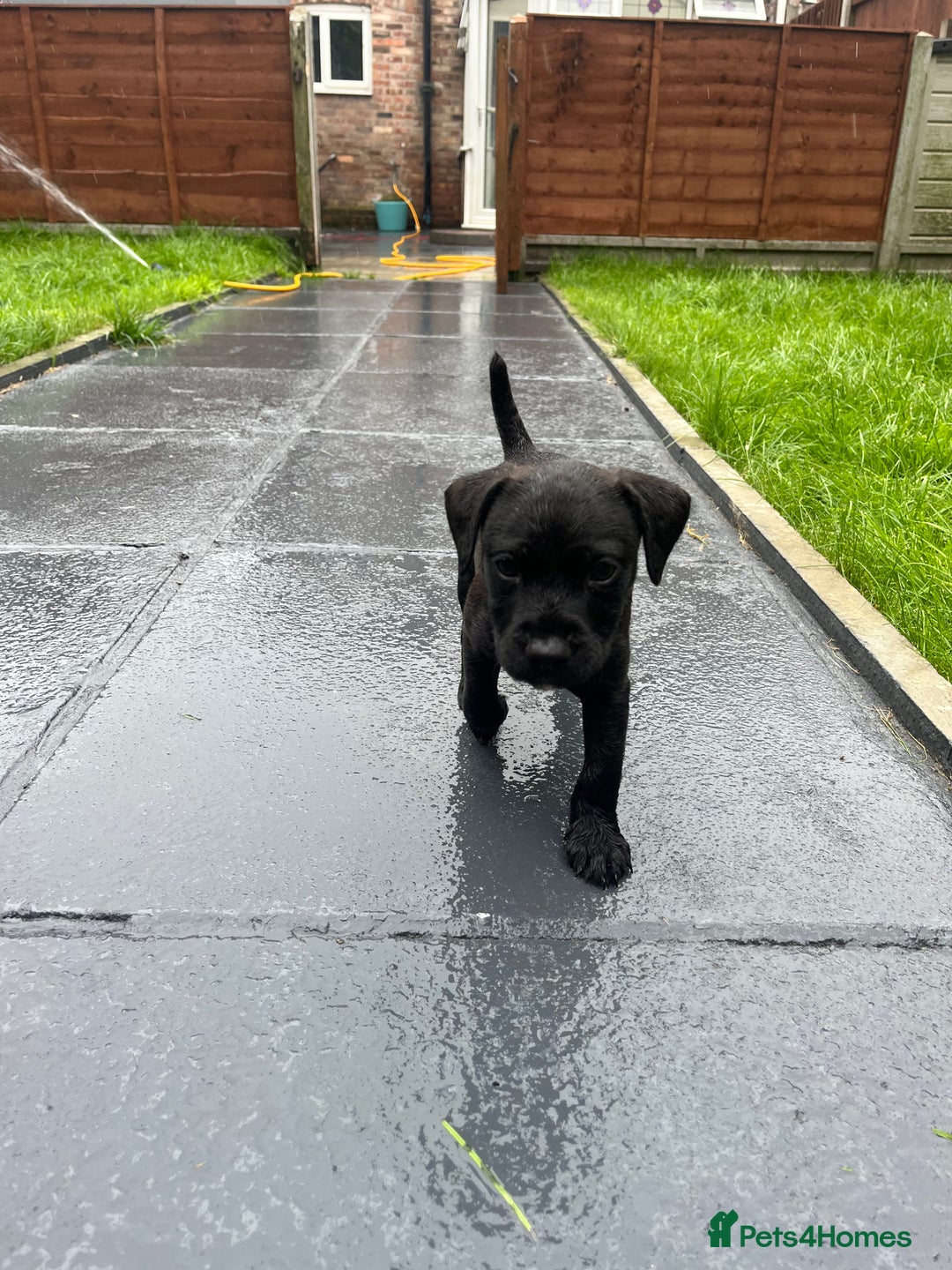 Patterdale Terrier dogs for sale: Patterdale terrier pups  - Image 13