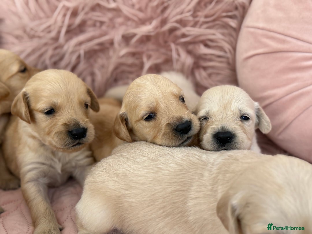 Golden Retriever dogs for sale: Beautiful GR Puppies – No Expense Spared! - Image 25