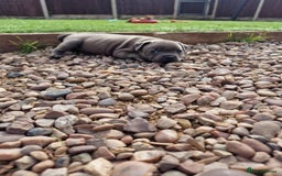 Staffordshire Bull Terrier dogs for sale: 2 female Blue Staffordshire Bull Terrier puppy KC - Image 7