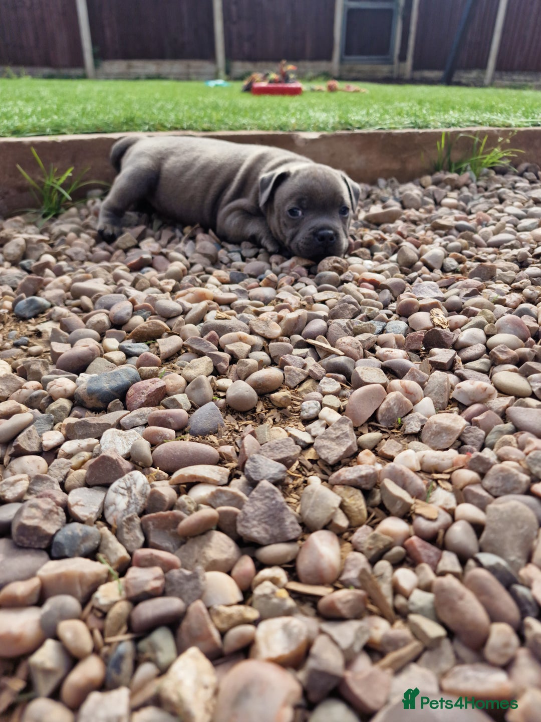 Staffordshire Bull Terrier dogs for sale: 2 female Blue Staffordshire Bull Terrier puppy KC - Image 7