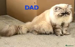 Himalayan cats for sale: PEDIGREE Himilayan Persian kittens - Image 6