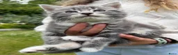 Mixed Breed cats for sale: Tabby  - Advert 3