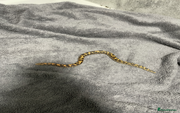Snake reptiles for sale: Three Snakes + Madagascan Hissing Roaches - Image 8