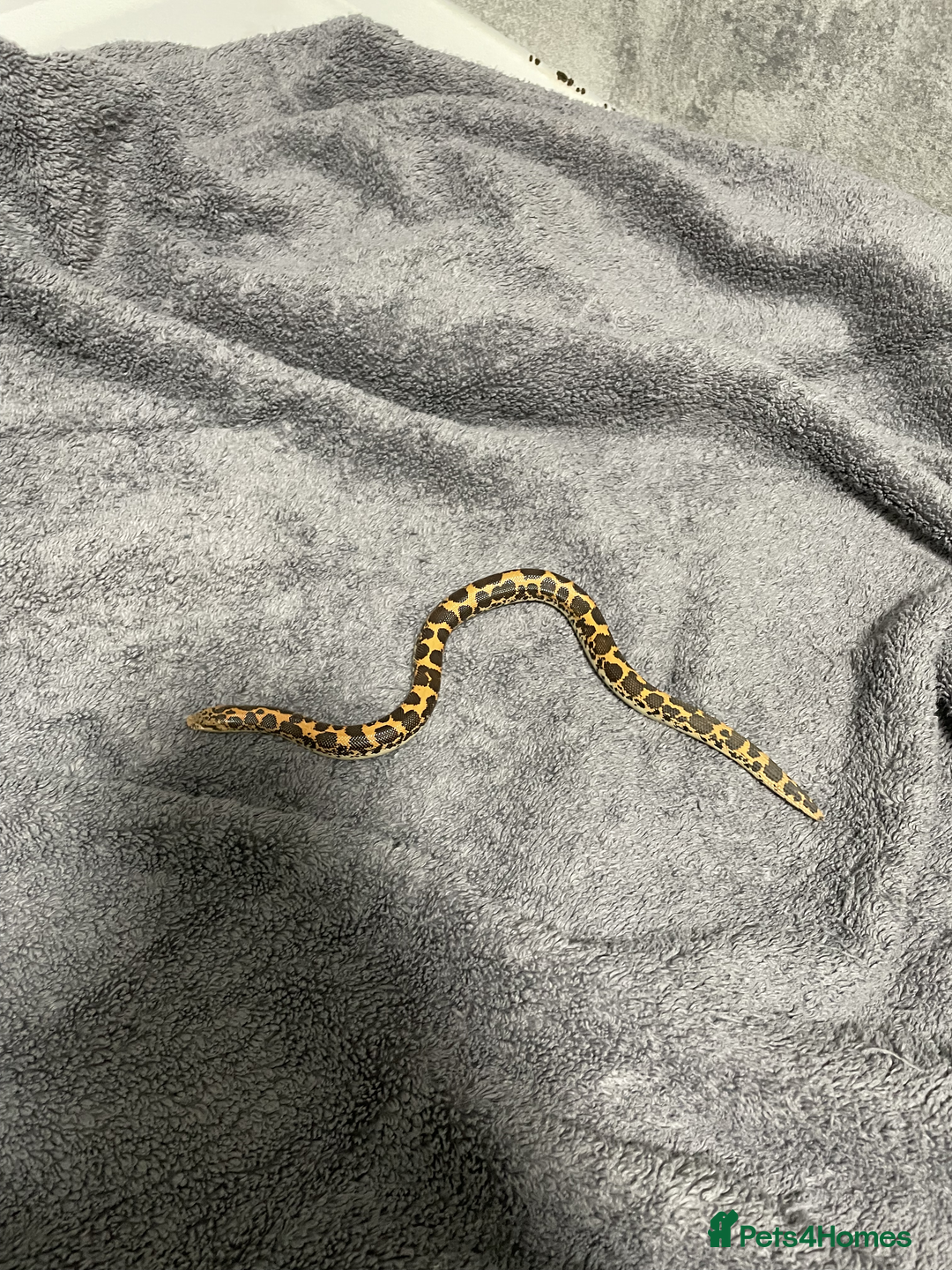 Snake reptiles for sale: Three Snakes + Madagascan Hissing Roaches - Image 8