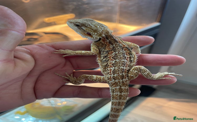 Bearded Dragon reptiles - Advert 9