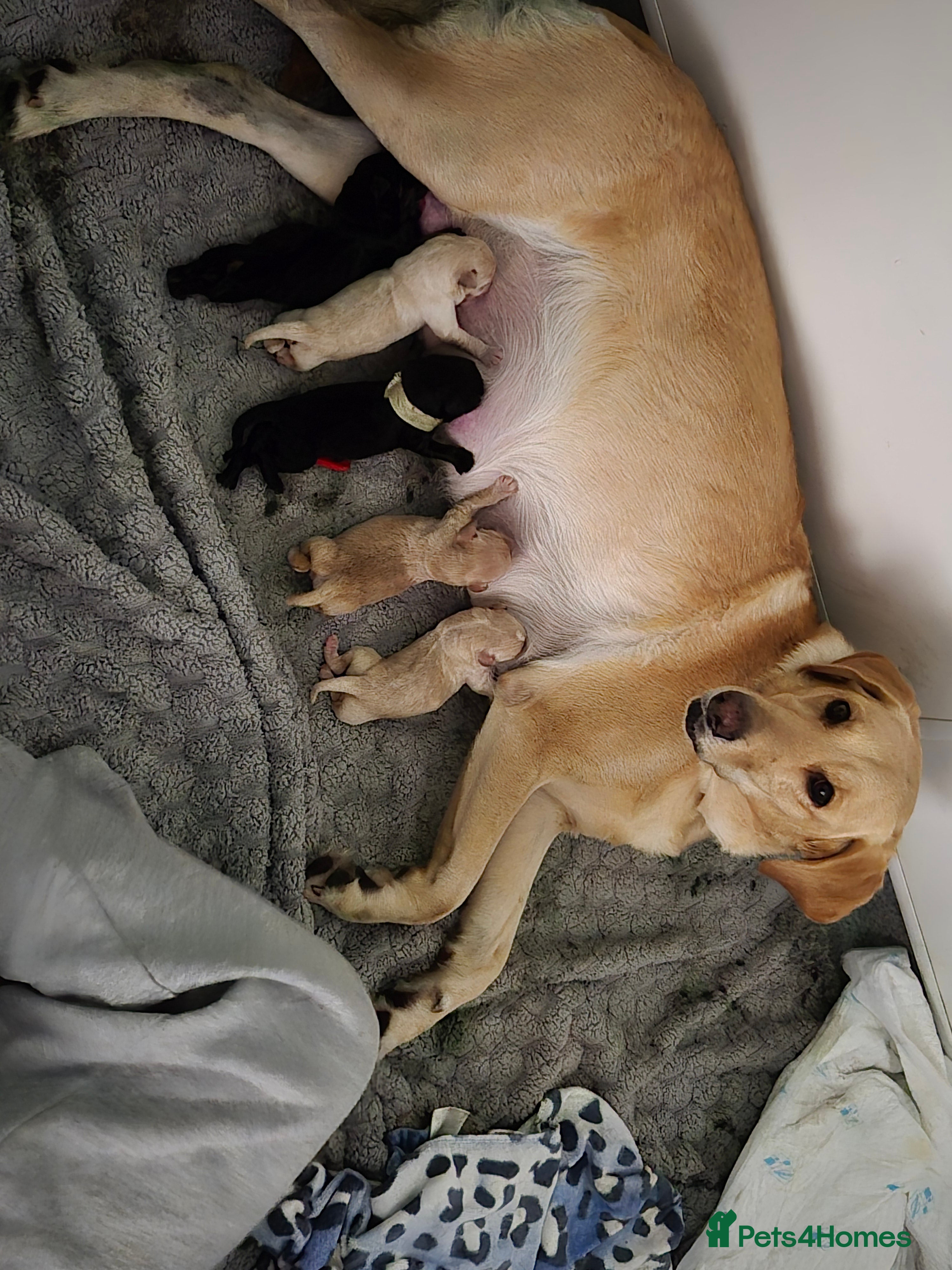 Mixed Breed dogs puppies  - Advert 1