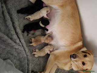 Mixed Breed dogs puppies - Advert 1