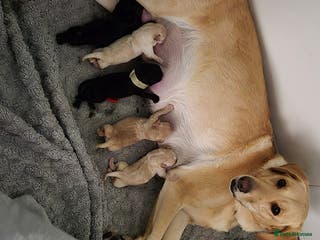 Mixed Breed dogs puppies - Advert 10