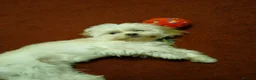Shih Tzu dogs for sale: Shihtzu puppy 10 months old in Cradley Heath - Advert 3