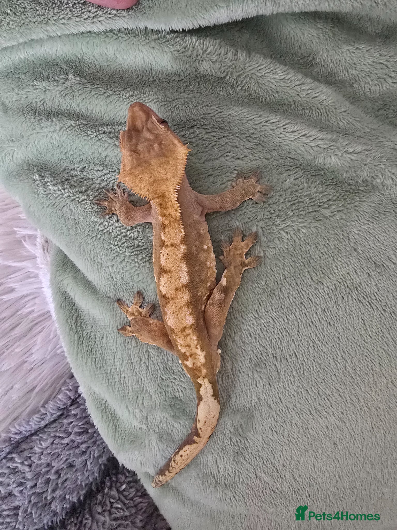 Mixed Breed reptiles for sale: Reptiles, Tarantulas & Enclosures for Sale in Bradford - Advert 13