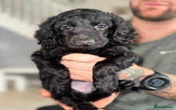 Cockapoo dogs for sale: 6 Stunning Cockapoos ✨ AVAILABLE NOW ✨ in Stalybridge - Image 9