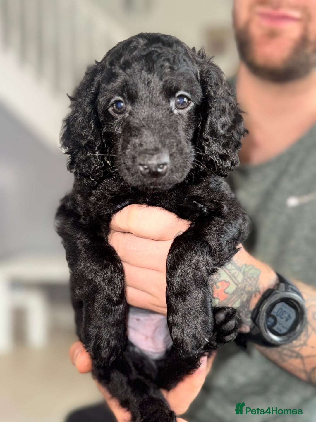 Cockapoo dogs for sale: 6 Stunning Cockapoos ✨ AVAILABLE NOW ✨ in Stalybridge - Image 9