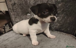Jack Russell dogs for sale: Jackrussell - Image 1
