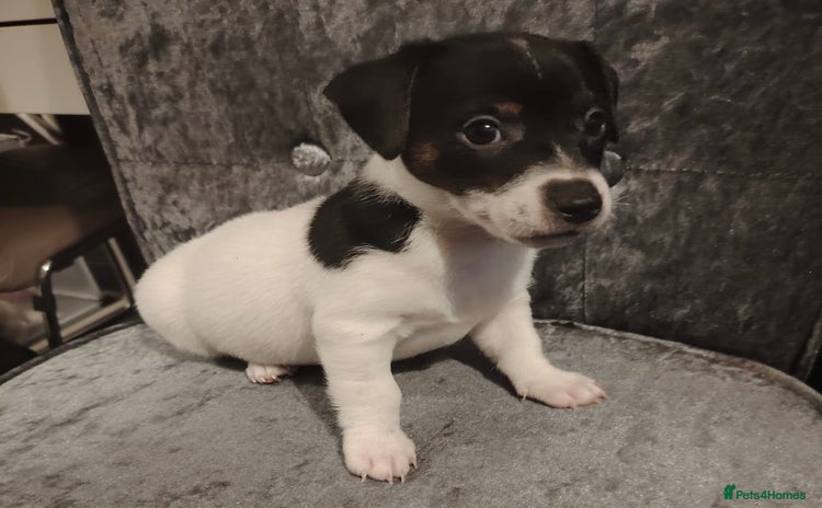Jack Russell dogs - Advert 1