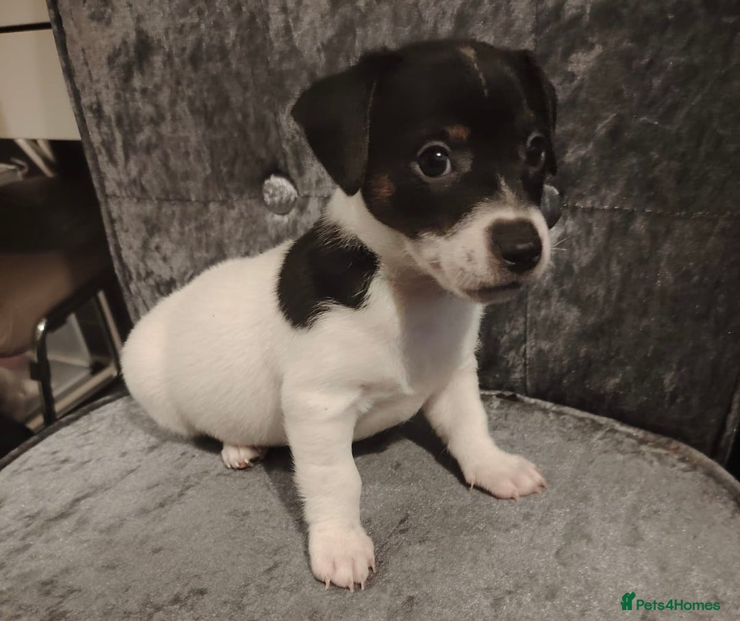 Jack Russell dogs for sale: Jackrussell - Image 1